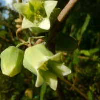 Adenia hondala (Gaertn.) W.J.de Wilde